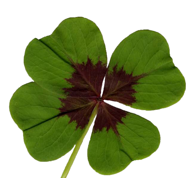 Bild zu Animation online