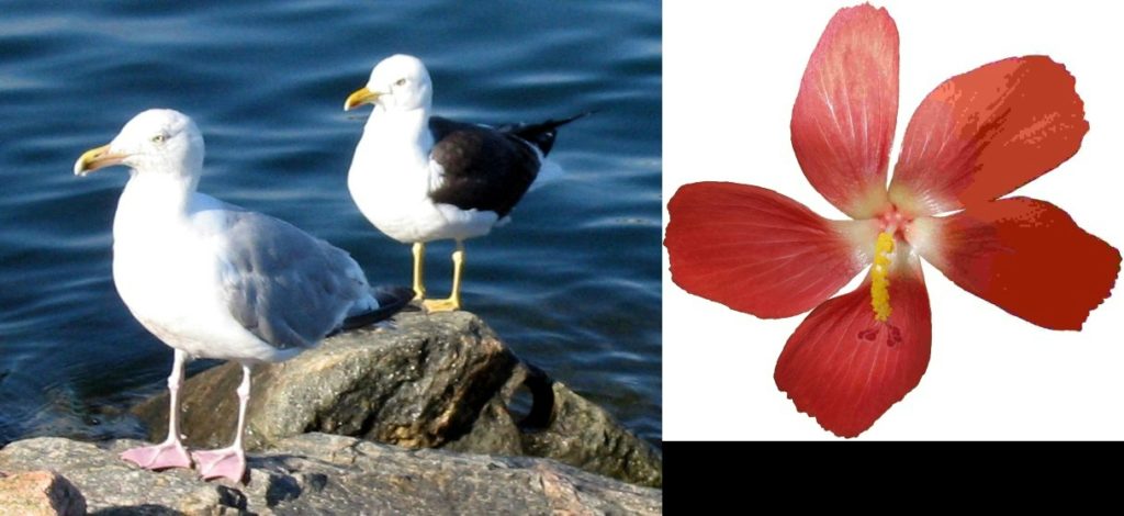 تصویر ادغام شده به صورت افقی