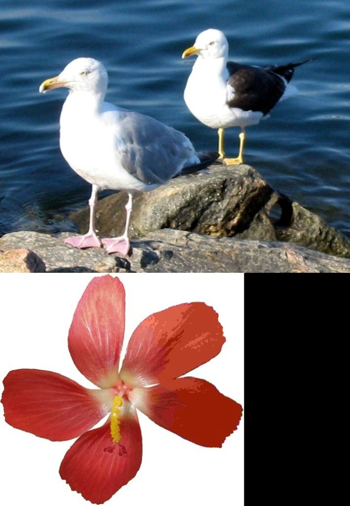 Vertically Merged Image